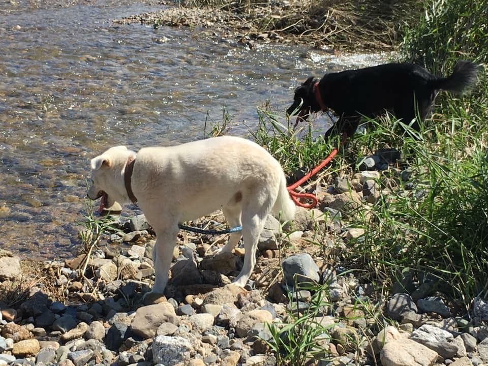 犬の川遊び